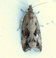 Endothenia nubilana