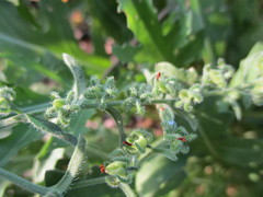 Rochelia retorta