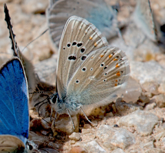Polyommatus dorylas