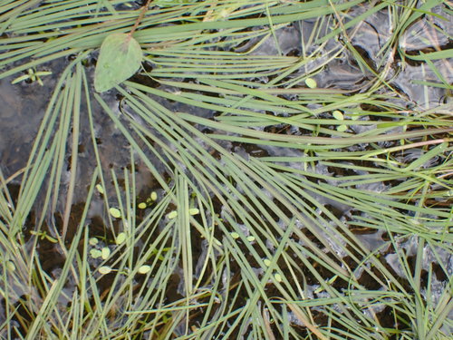 Water Sweetgrass (Glyceria fluitans)