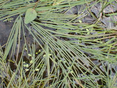 Water Sweetgrass (Glyceria fluitans)
