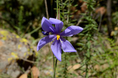 Tigridia longispatha