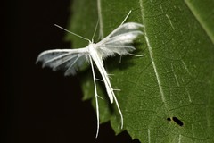 Pterophorus albidus