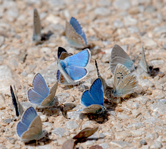 Polyommatus dorylas