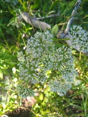 Mikania scandens image