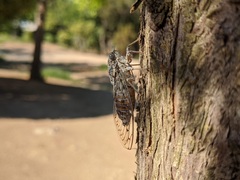 Cicada orni
