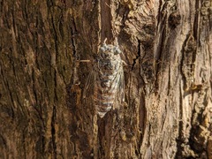 Cicada orni