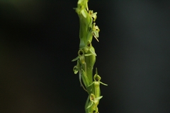 Platanthera limosa