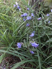 Echium vulgare