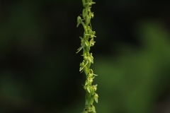 Platanthera limosa