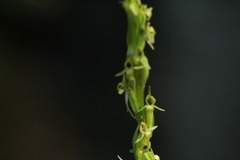 Platanthera limosa