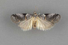 Acrobasis comptella