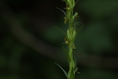 Platanthera limosa