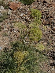 Angelica lineariloba