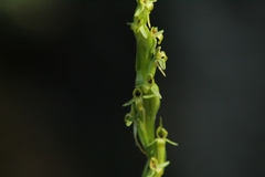 Platanthera limosa