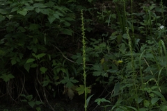 Platanthera limosa
