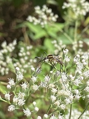 Toxorhynchites rutilus septentrionalis