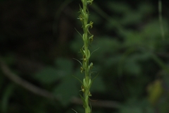 Platanthera limosa