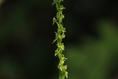 Platanthera limosa