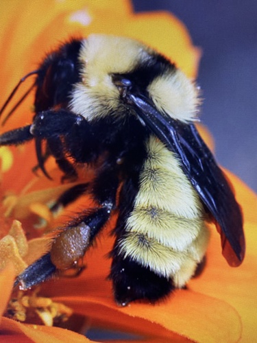 Golden Northern Bumble Bee