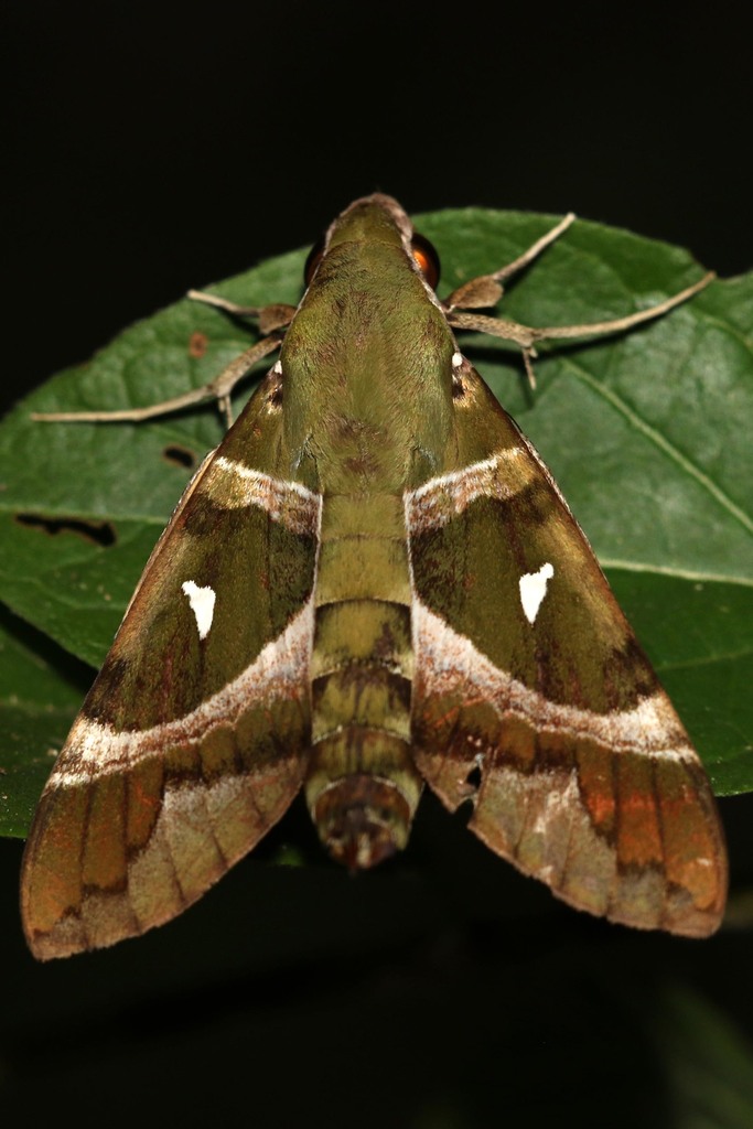 Silver-marked Nephele
