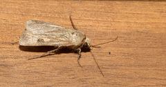 Agrotis exclamationis
