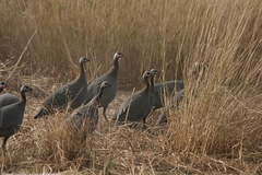 Numida meleagris galeatus