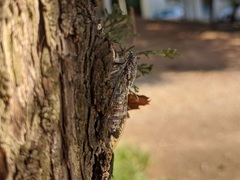 Cicada orni