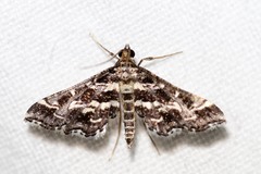 Diasemiopsis ramburialis