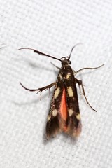 Eretmocera laetissima