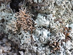 Sphaerophorus fragilis