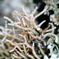 Sphaerophorus fragilis