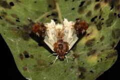 Netrobalane canopus
