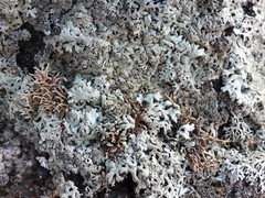 Sphaerophorus fragilis