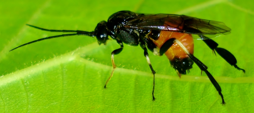 Hazel Sawfly, photo 1 of 10