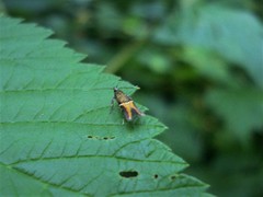 Enchrysa dissectella