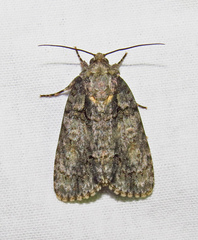 Acronicta ovata