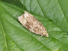 Syricoris