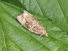 Syricoris