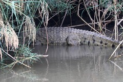 Crocodylus niloticus africanus