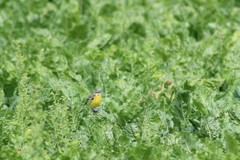 Motacilla flava flava