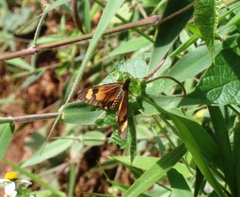 Acraea goetzei