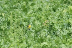 Motacilla flava flava