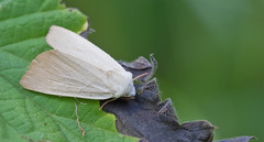 Arenostola phragmitidis