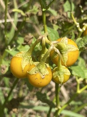 Solanum carolinense carolinense