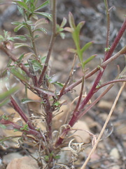 Lepidium africanum divaricatum