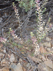 Lepidium africanum divaricatum
