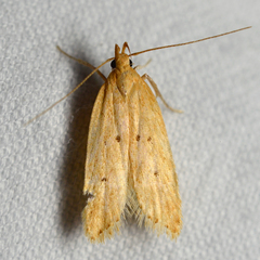 Helcystogramma badia