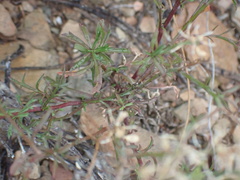 Lepidium africanum divaricatum
