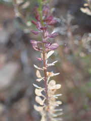 Lepidium africanum divaricatum